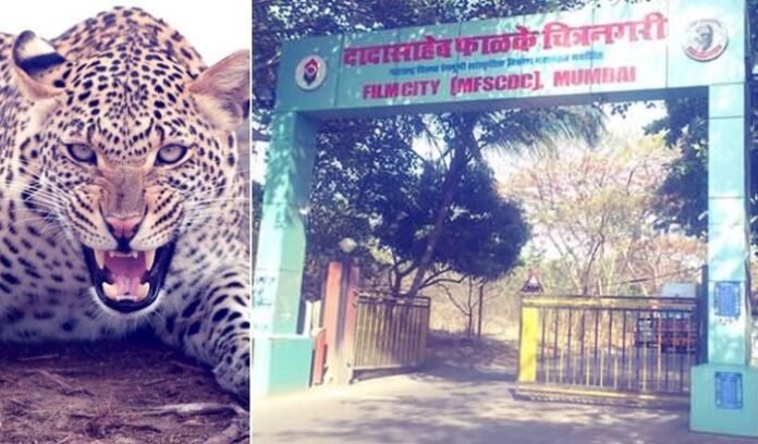 Leopard and Cub enter the Film city set in Goregoan; Tweeple come in Support of the Wild Animal NewsBharat247